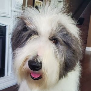 Meet your Posher, Susan